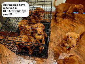 Aldott Wirehaired Vizsla puppies receive CLEAR OFA CERF eye exam