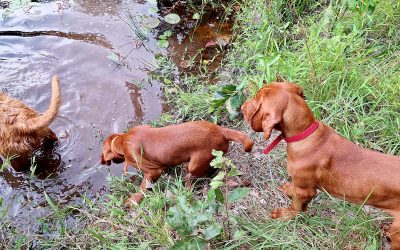 Wirehaired Vizsla Puppies at the farm!