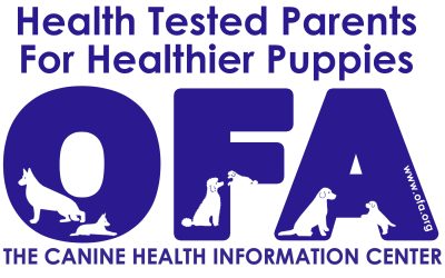 Wirehaired Vizsla Parents and Puppies OFA AKC Health Testing